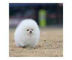 Beautiful Pomeranian puppies - 4