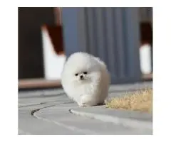 Beautiful Pomeranian puppies - 5