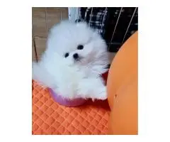 Pomeranian Puppies