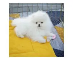 Pomeranian Puppies - 2