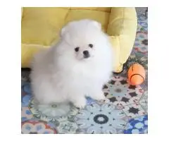 Pomeranian Puppies - 3