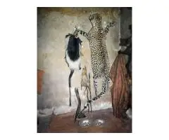 Sangoma In JOHANNESBURG⓿-☎+27672740459 With Bring Lost Love Back, Win Court Cases.