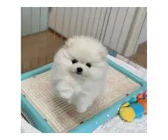 померанского шпица