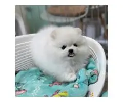 померанского шпица - 2