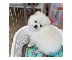 померанского шпица - 3