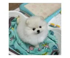 померанского шпица - 4