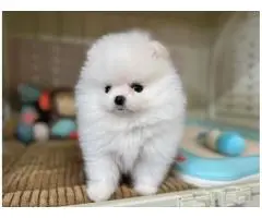 померанского шпица - 5