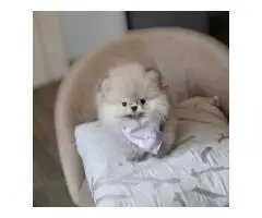 Щенки померанского шпица - 2