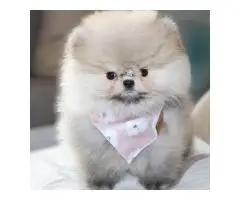 Щенки померанского шпица - 4