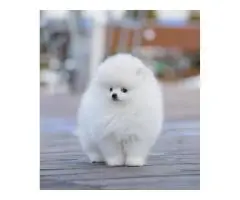 померанского шпица