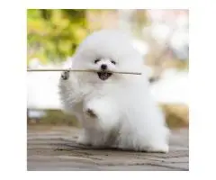 померанского шпица - 2