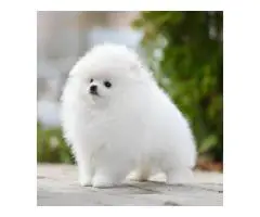 померанского шпица - 3