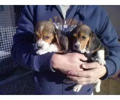 Щенки бигля, социально прирученные