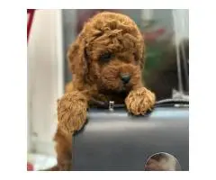 TOY Mini Pudel - 6 zauberhafte Welpen in Hamburg! Kein Haarwuchs, ideal für Allergiker