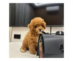 TOY Mini Pudel - 6 zauberhafte Welpen in Hamburg! Kein Haarwuchs, ideal für Allergiker - 2