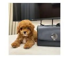 TOY Mini Pudel - 6 zauberhafte Welpen in Hamburg! Kein Haarwuchs, ideal für Allergiker - 4