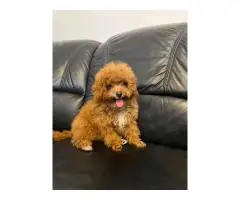 Exklusiver Mini-Maltipoo-Junge