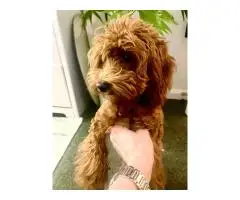 Unsere kleine Toy-Pudel-Dame