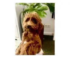 Unsere kleine Toy-Pudel-Dame - 2