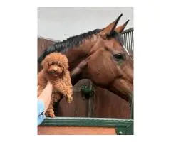 Абрикосовые той-пудели в Гамбурге с доставкой по Европе