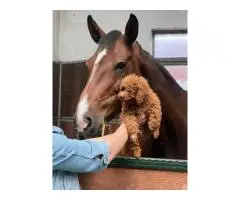 Абрикосовые той-пудели в Гамбурге с доставкой по Европе - 2