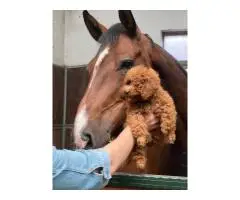 Абрикосовые той-пудели в Гамбурге с доставкой по Европе - 3