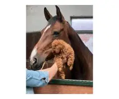 Абрикосовые той-пудели в Гамбурге с доставкой по Европе - 4