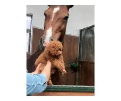 Абрикосовые той-пудели в Гамбурге с доставкой по Европе - 5