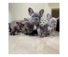 French bulldog puppies for sale
