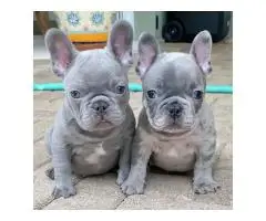 French bulldog puppies available