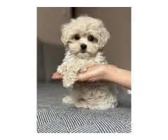 Maltipoo puppies for adoption