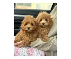Adorable Maltipoo puppies available - 2