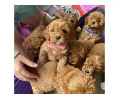 Cavapoo puppies looking for their forever homes