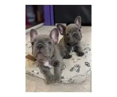 French bulldog puppies for adoption