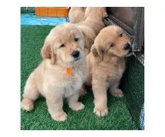 Golden retriever puppies for adoption