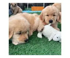 Golden retriever puppies for adoption - 2