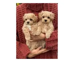 Maltipoo puppies for you - 2