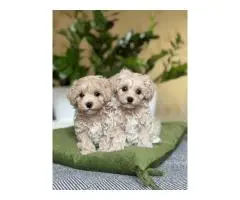 Healthy maltipoo puppies looking for their forever homes
