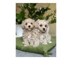 Healthy maltipoo puppies looking for their forever homes - 2