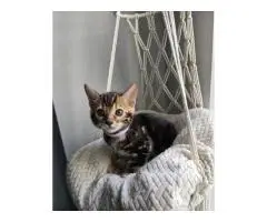 Продаются бенгальские котята