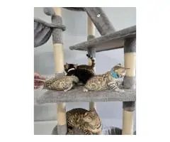 Продаются бенгальские котята - 2