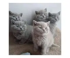 Продаются котята британской короткошерстной породы