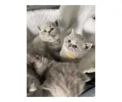Котята британской короткошерстной породы в наличии