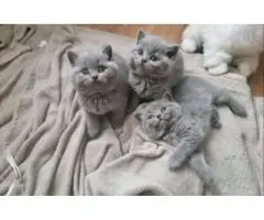 Котята британской короткошерстной породы в наличии...