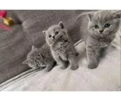 Котята британской короткошерстной породы