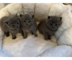 Котята британской короткошерстной породы...