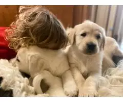 Щенки золотистого ретривера на продажу