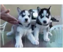 Щенки сибирской породы на продажу