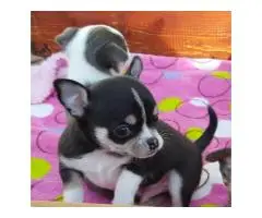 Щенок чихуахуа на продажу