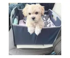 Щенки мальтийской болонки готовы к переезду.